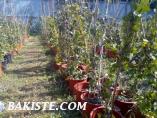 İTHAL SAKSIDA YETİŞMİŞ HEDERA HELİX ORMAN SARMAŞIĞI