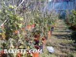 İTHAL SAKSIDA YETİŞMİŞ HEDERA HELİX ORMAN SARMAŞIĞI