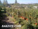 İTHAL SAKSIDA YETİŞMİŞ HEDERA HELİX ORMAN SARMAŞIĞI