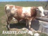 kars hayvan pazarı satılık dana düve inek boğa 