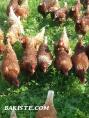 lohman brown organik saf doğal köy yumurtası