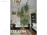 MARGİNATA ÇİÇEĞİ 200 CM