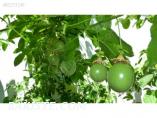 PASSION FRUİT BİTKİSİ