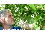 PASSION FRUİT BİTKİSİ