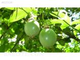 PASSION FRUİT BİTKİSİ
