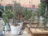 Ağaç / Zeytin AĞACI