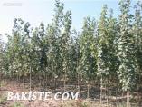 AKÇAAĞAÇ FİDANI