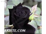 SİYAH GÜL TOHUMU İTHAL NADİR TÜR 5 TOHUM
