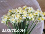 Bahçe-Bitki / KOKULU KATMERLİ NERGİS SOĞANI