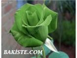 YEŞİL GÜL TOHUMU İTHAL 5 ADET TOHUM