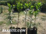 KOCAYEMİŞ FİDANI
