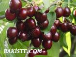 SERTİFİKALI KİRAZ FİDANI
