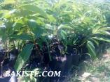 KESTANE FİDANI AŞILI ACİL SATILIK