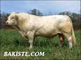 satılık dana satılık düve satılık inek satılık boğa