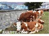 satılık dana satılık düve satılık inek satılık boğa