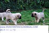 SİVAS KANGAL YETİŞDİRME VE YAVRU URETIM ÇİFTLİGİ