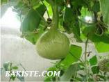 su kabağı tohumları