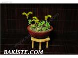 SUKULENT CİNSİ BİTKİ