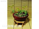 SUKULENT CİNSİ BİTKİ
