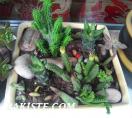 SUKULENT(succulent)Ve Kaktüs Arajmanları
