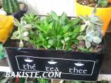 SUKULENT(succulent)Ve Kaktüs Arajmanları