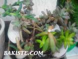 SUKULENT(succulent)Ve Kaktüs Arajmanları
