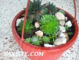 SUKULENT(succulent)Ve Kaktüs Arajmanları