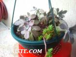 SUKULENT(succulent)Ve Kaktüs Arajmanları