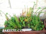 SUKULENT(succulent)Ve Kaktüs Arajmanları