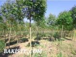 TOP AKASYA FİDANI
